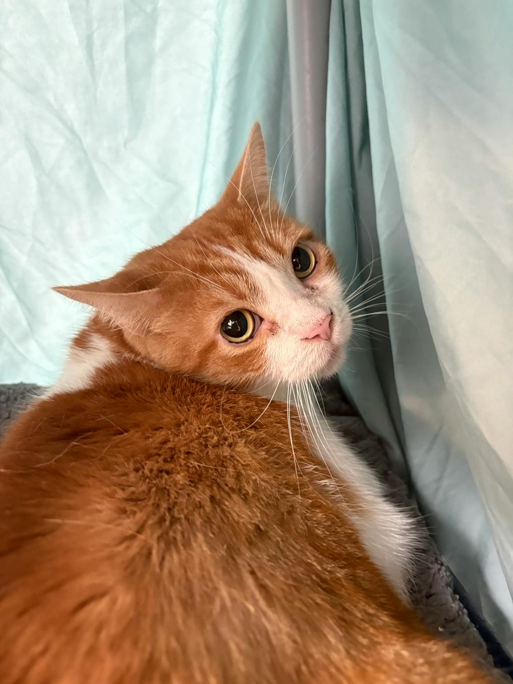 Saffron, a 7 years old White Male Domestic Short Hair Cat