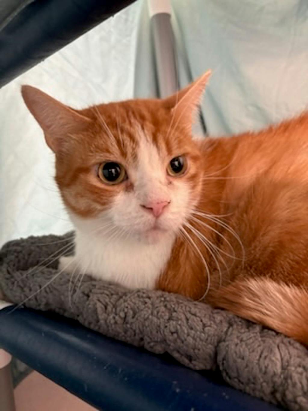 Saffron, a 7 years old White Male Domestic Short Hair Cat