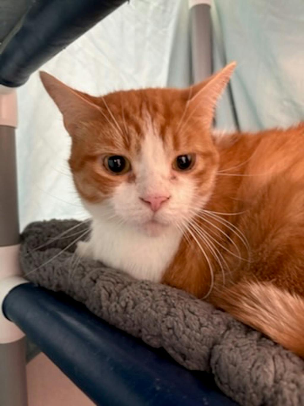 Saffron, a 7 years old White Male Domestic Short Hair Cat