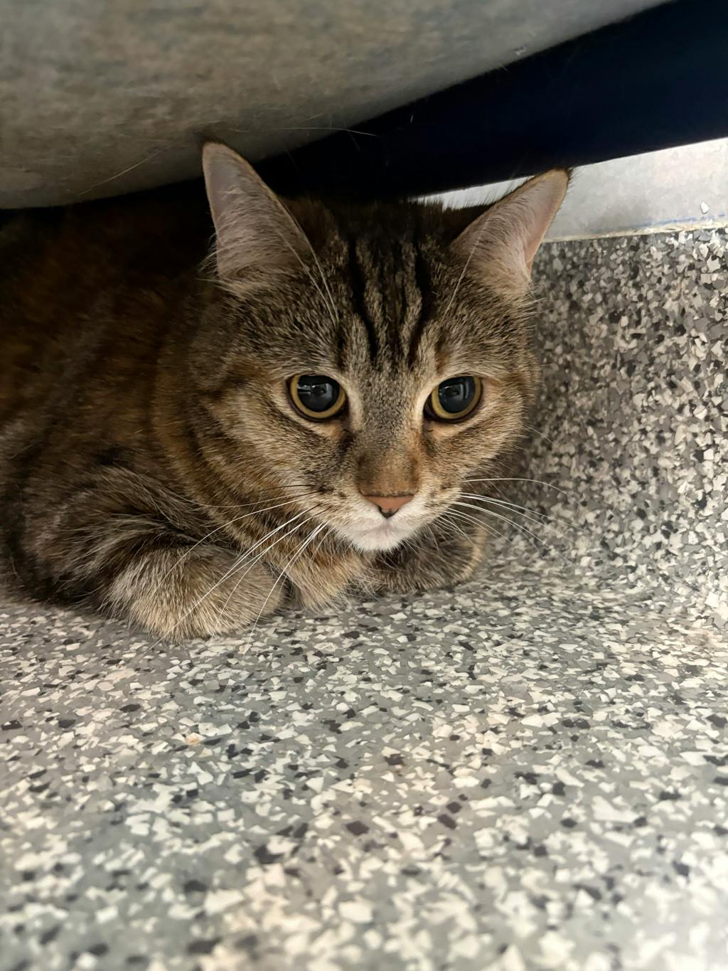 Lola, a 7 years old Torbie Female Domestic Short Hair Cat