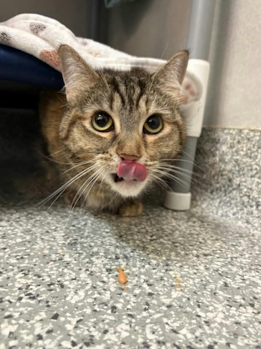 Lola, a 7 years old Torbie Female Domestic Short Hair Cat