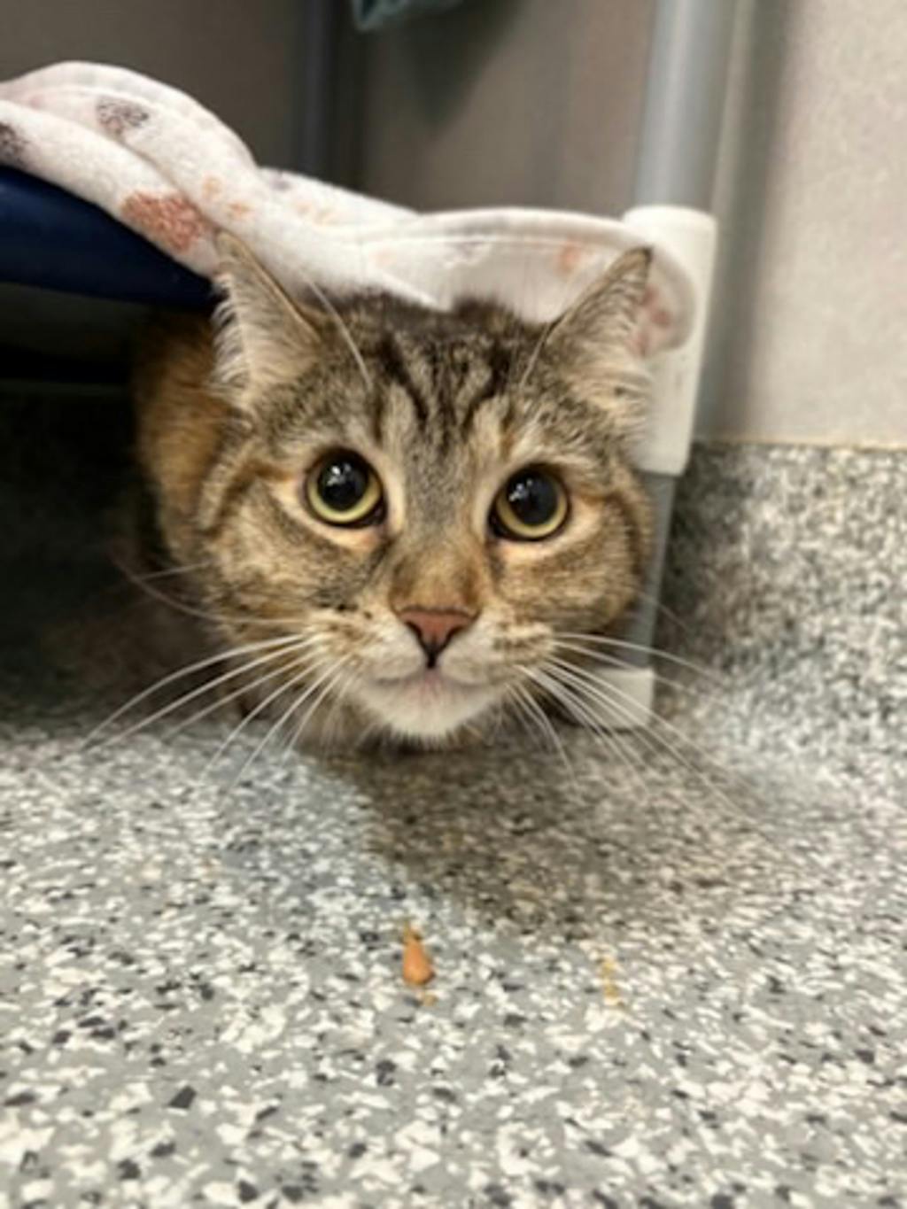 Lola, a 7 years old Torbie Female Domestic Short Hair Cat