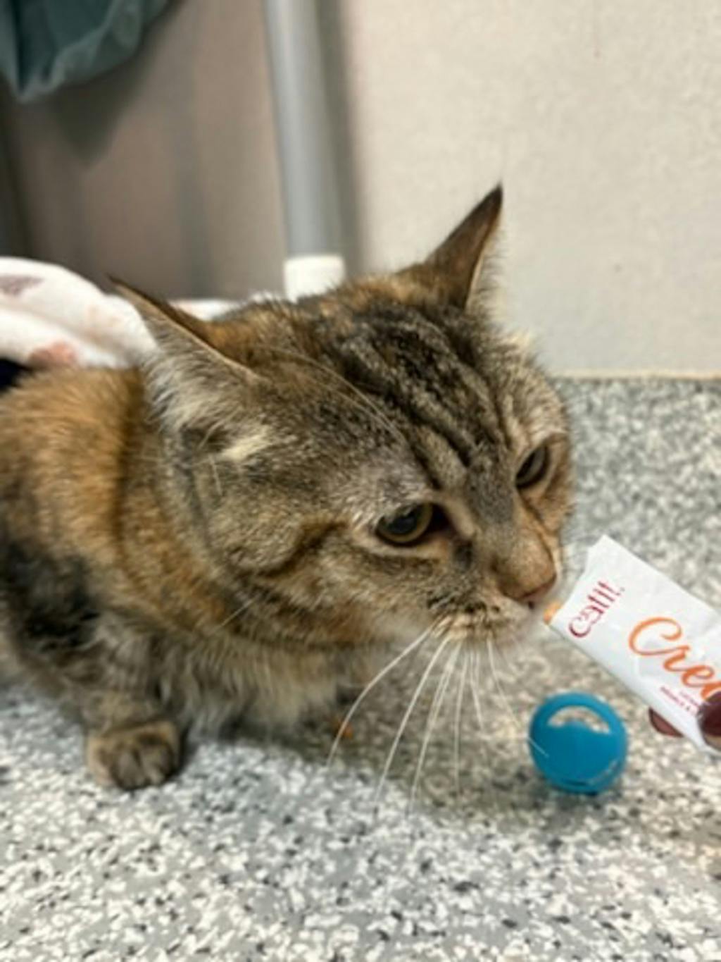 Lola, a 7 years old Torbie Female Domestic Short Hair Cat