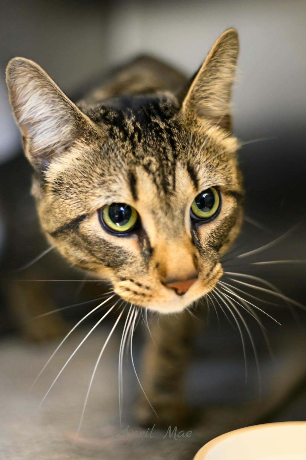 Mac, a 2 years and 6 months old Brown Tabby Male Domestic Short Hair Cat