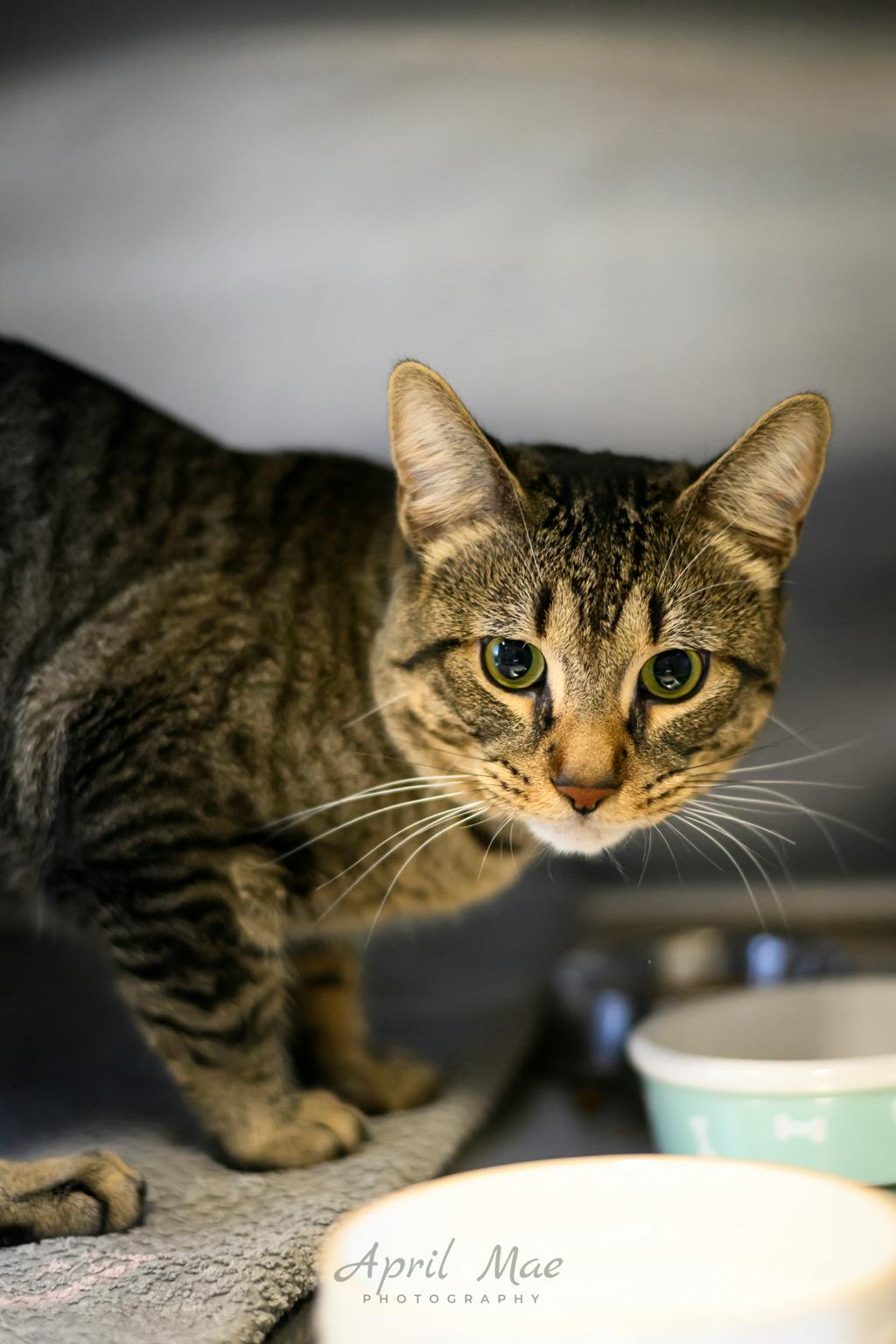 Mac, a 2 years and 6 months old Brown Tabby Male Domestic Short Hair Cat