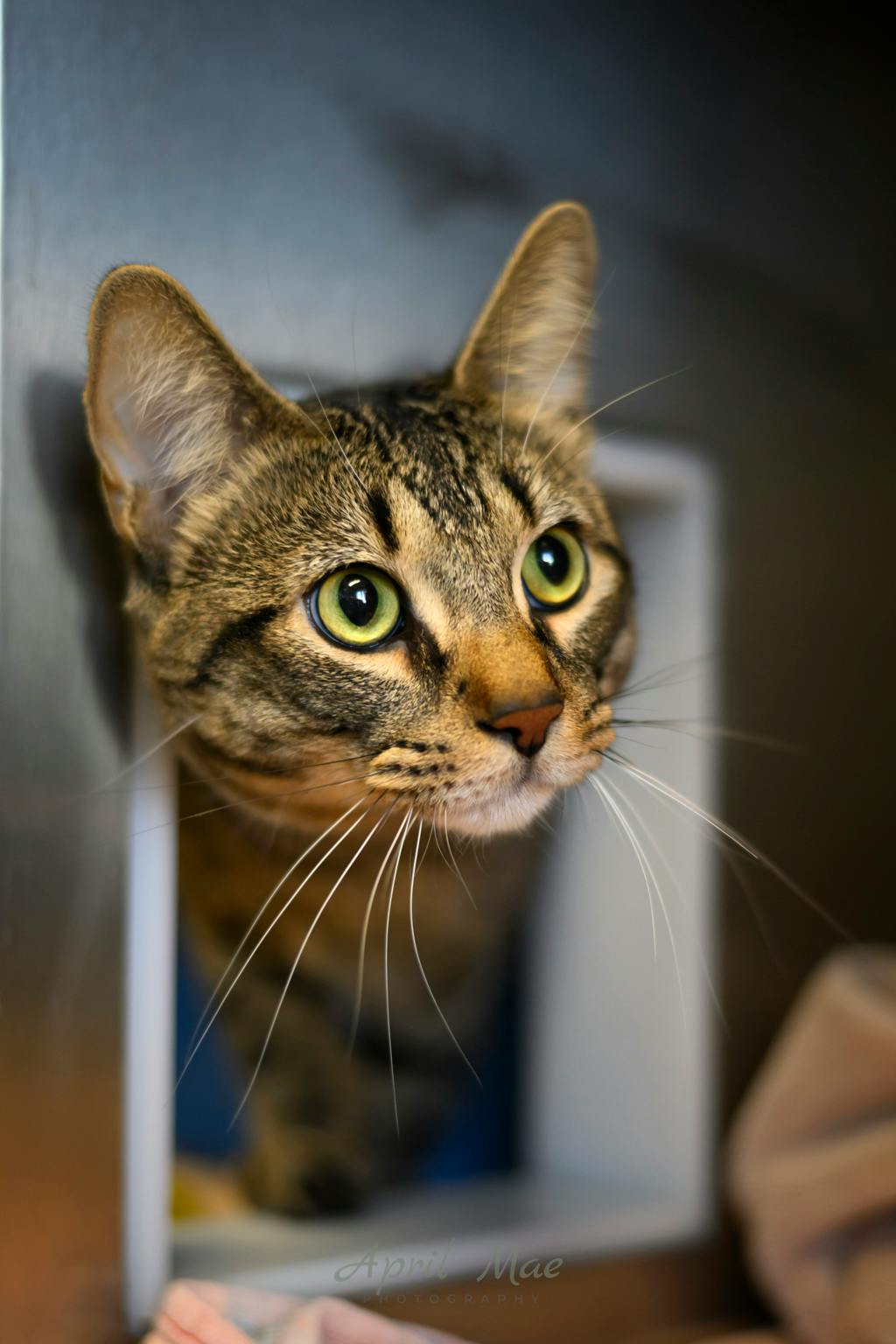Mac, a 2 years and 6 months old Brown Tabby Male Domestic Short Hair Cat