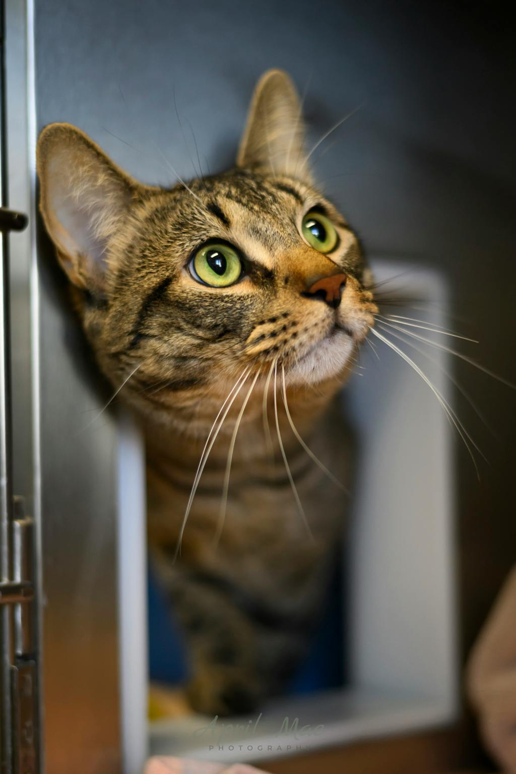 Mac, a 2 years and 6 months old Brown Tabby Male Domestic Short Hair Cat