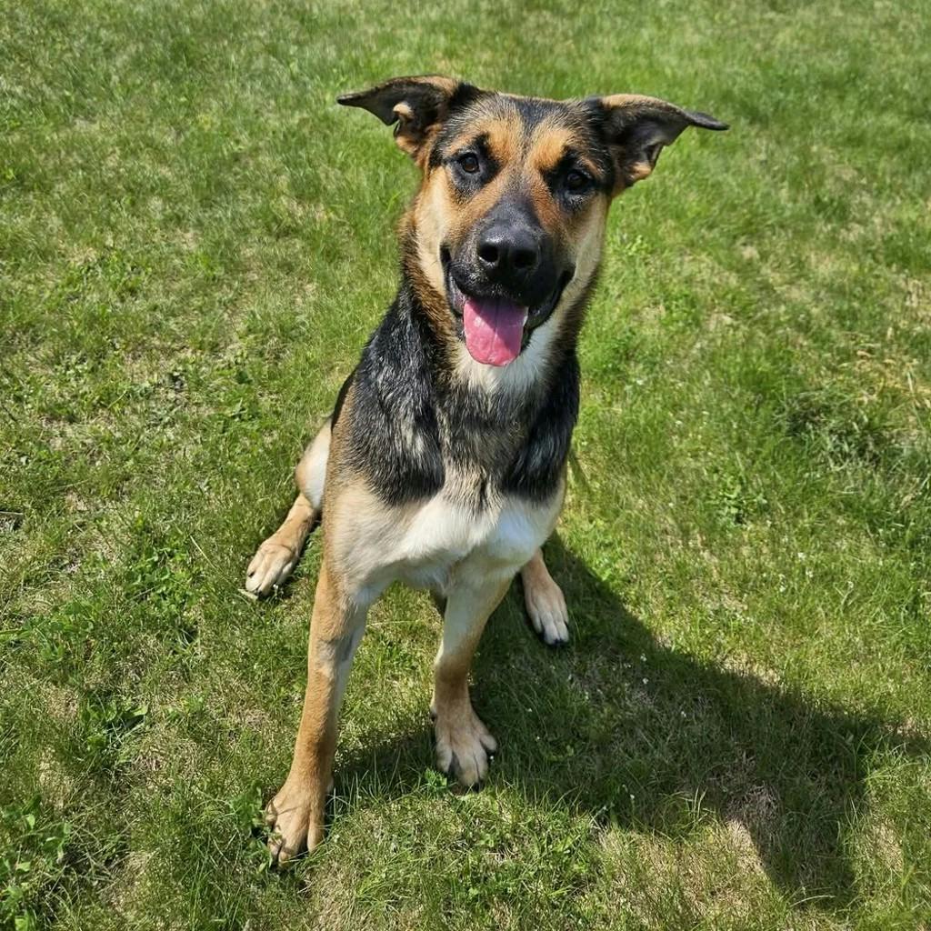 Treble, a 1 year old Black Female German Shepherd Dog