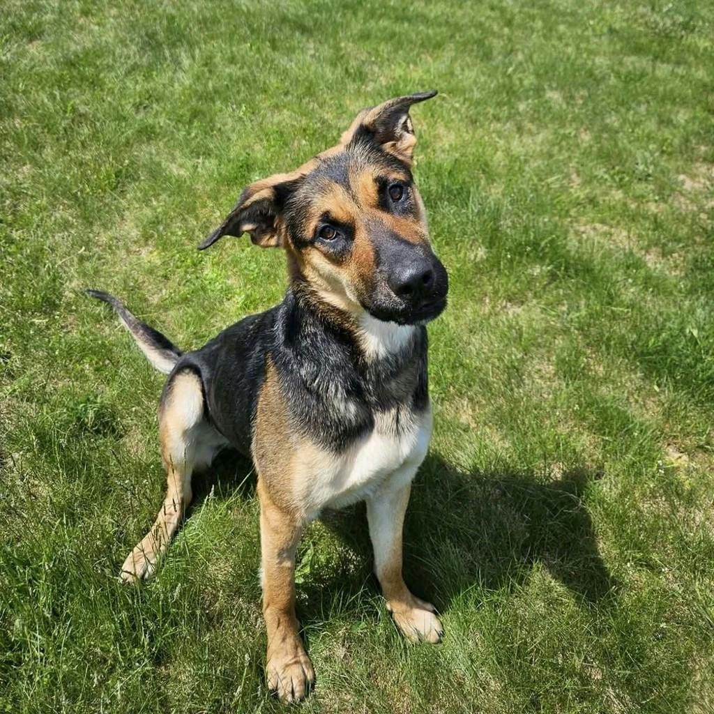 Treble, a 1 year old Black Female German Shepherd Dog
