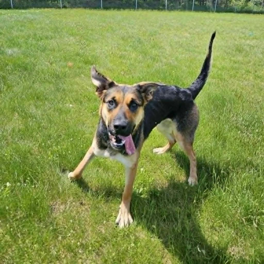 Treble, a 1 year old Black Female German Shepherd Dog