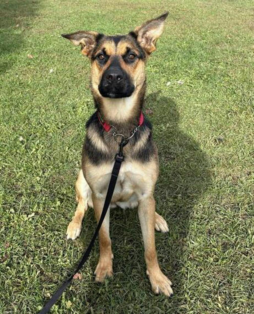 Treble, a 1 year old Black Female German Shepherd Dog
