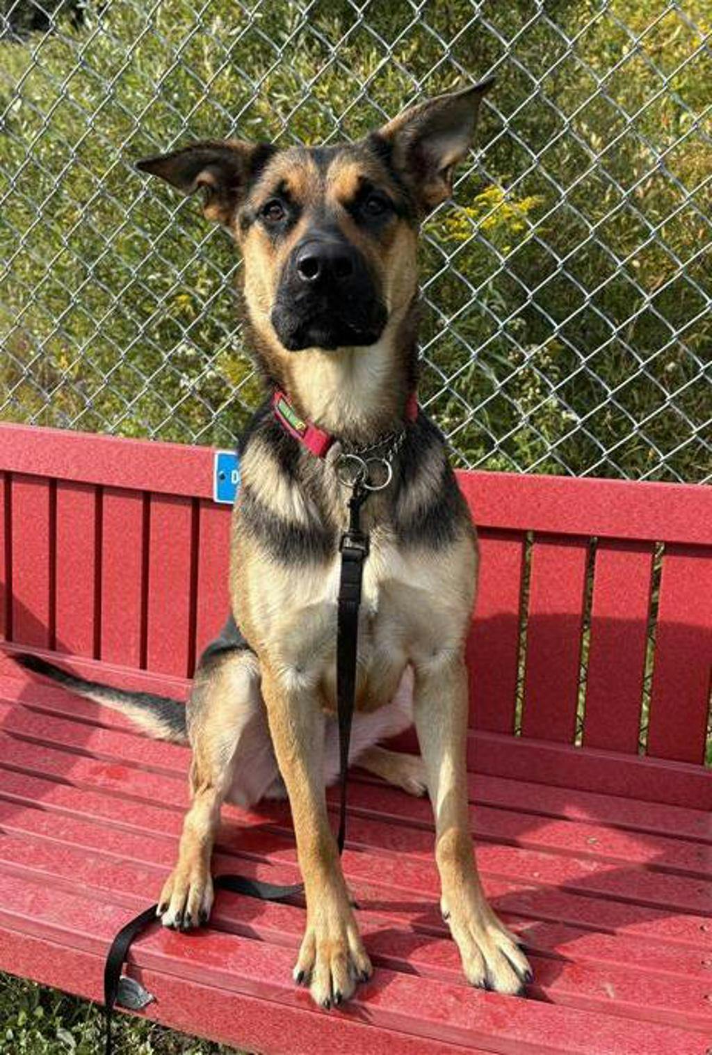 Treble, a 1 year old Black Female German Shepherd Dog