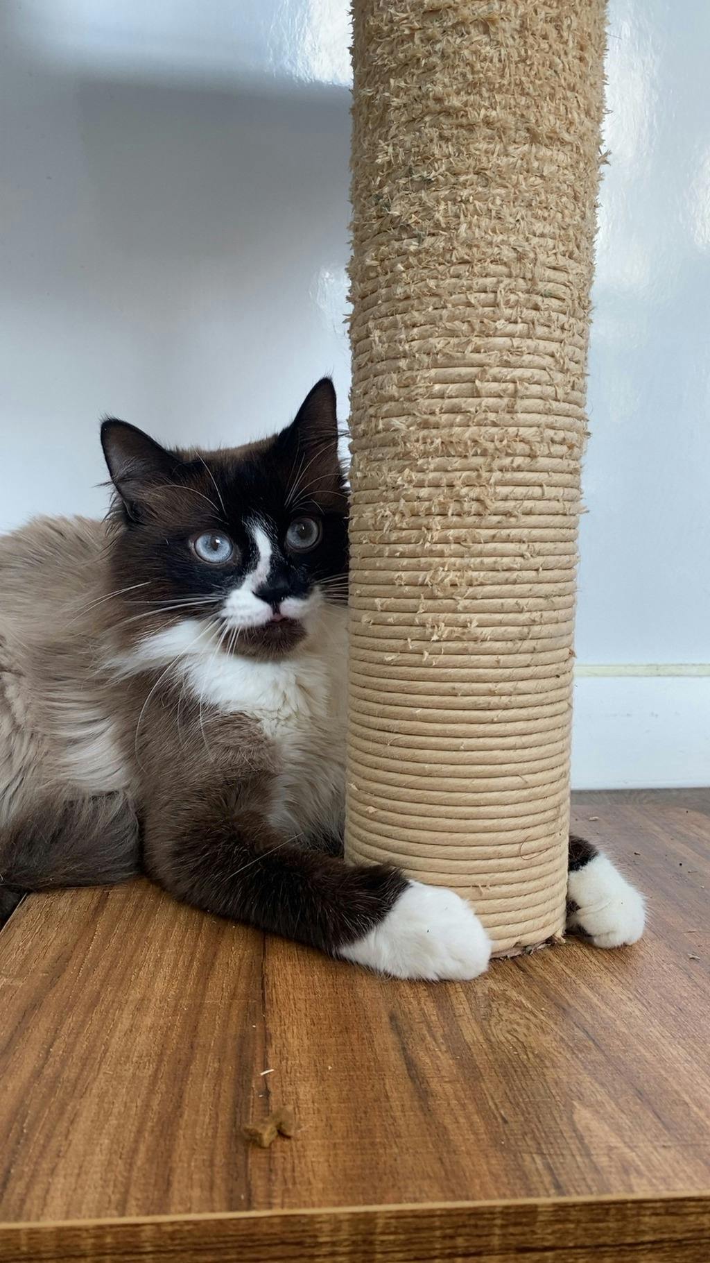 Chow Mein, a 1 year and 6 months old Seal Point Male Persian Cat
