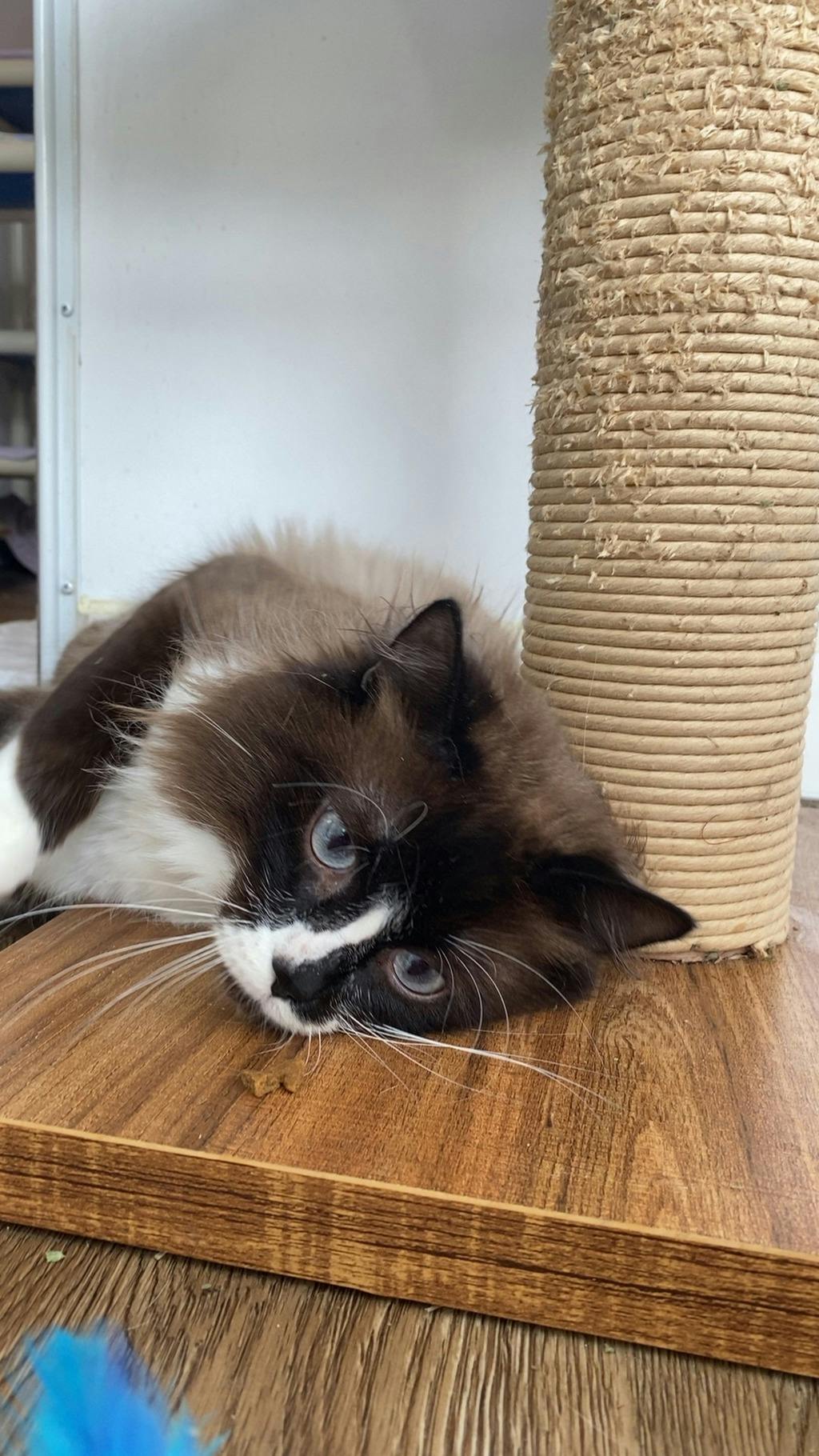 Chow Mein, a 1 year and 6 months old Seal Point Male Persian Cat