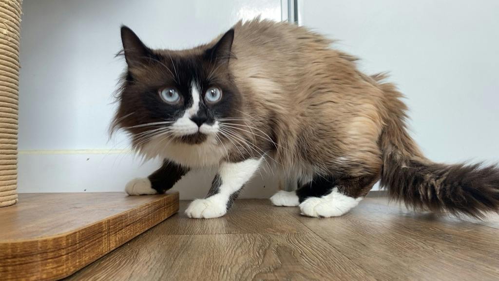 Chow Mein, a 1 year and 6 months old Seal Point Male Persian Cat