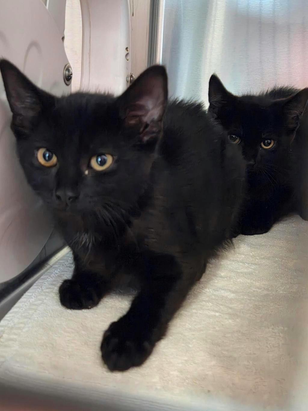 Nuper, a 3 months old Black Male Domestic Short Hair Kitten