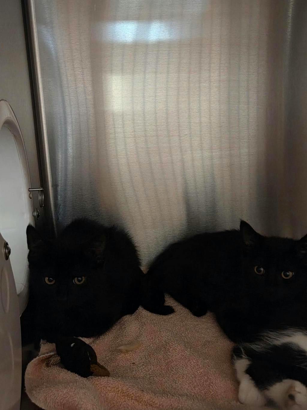 Nuper, a 3 months old Black Male Domestic Short Hair Kitten