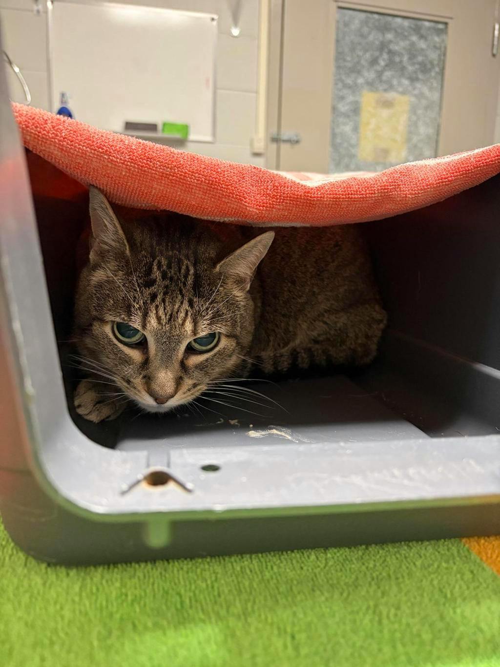 Monkey, a 6 years old Tabby Male Domestic Short Hair Cat