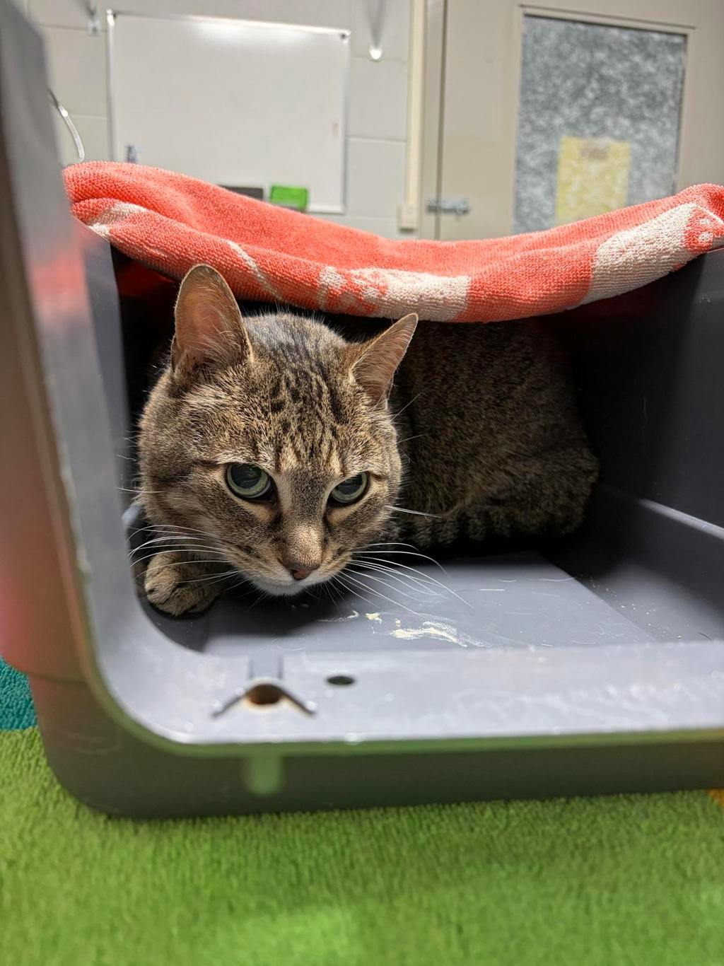 Monkey, a 6 years old Tabby Male Domestic Short Hair Cat