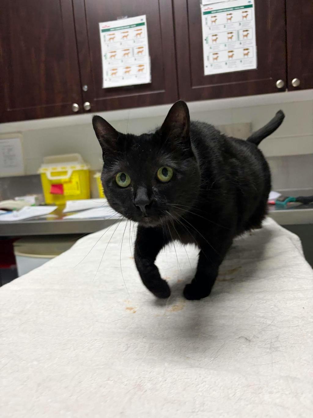 Zoey, a 4 years old Black Female Domestic Short Hair Cat