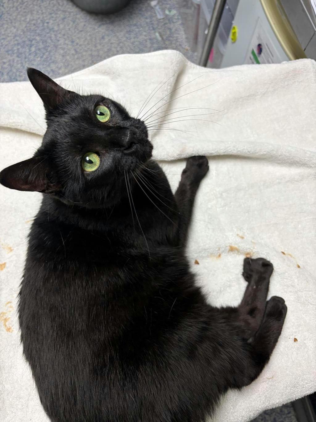 Zoey, a 4 years old Black Female Domestic Short Hair Cat
