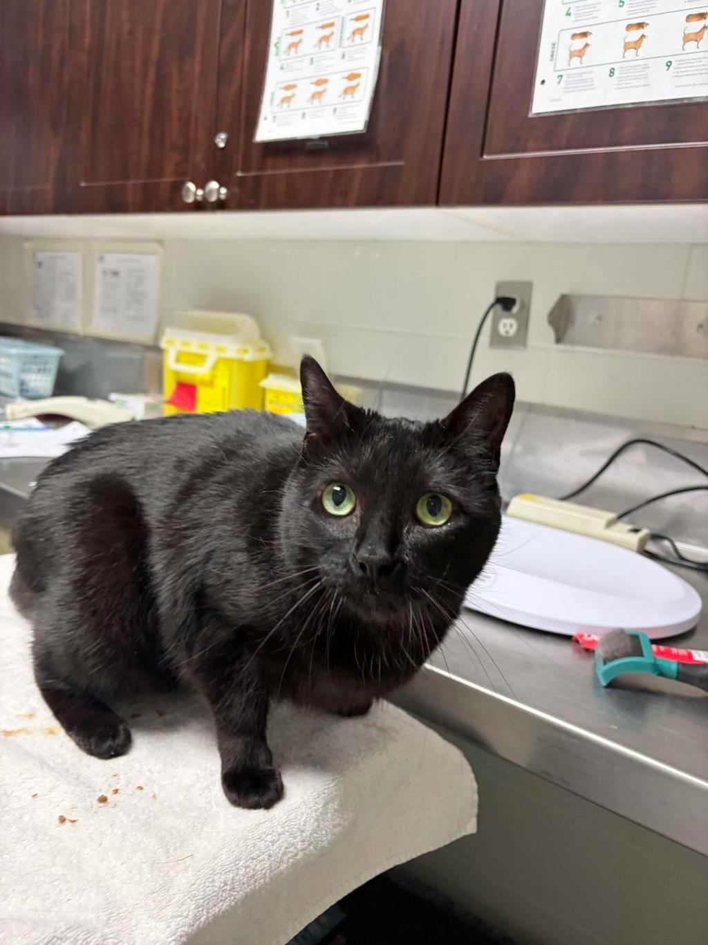 Zoey, a 4 years old Black Female Domestic Short Hair Cat