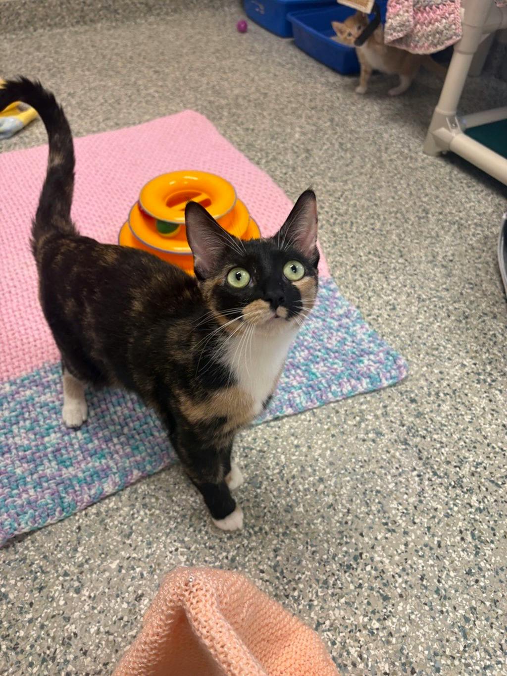 Potato (@ Pet Valu Bracebridge 118w), a 3 years and 6 months old Calico Female Domestic Short Hair Cat