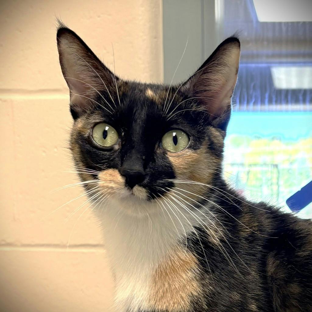 Potato (@ Pet Valu Bracebridge 118w), a 3 years and 6 months old Calico Female Domestic Short Hair Cat