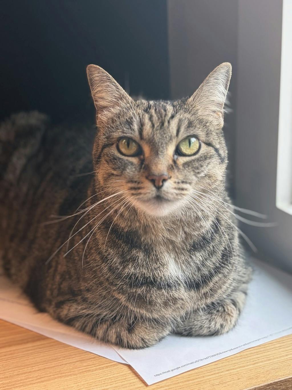 Jesse, a 3 years and 1 month old Grey Tabby Female Domestic Short Hair Cat