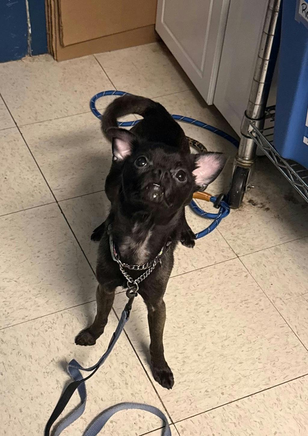 Guppy, a 1 year old Black Male Chihuahua Dog