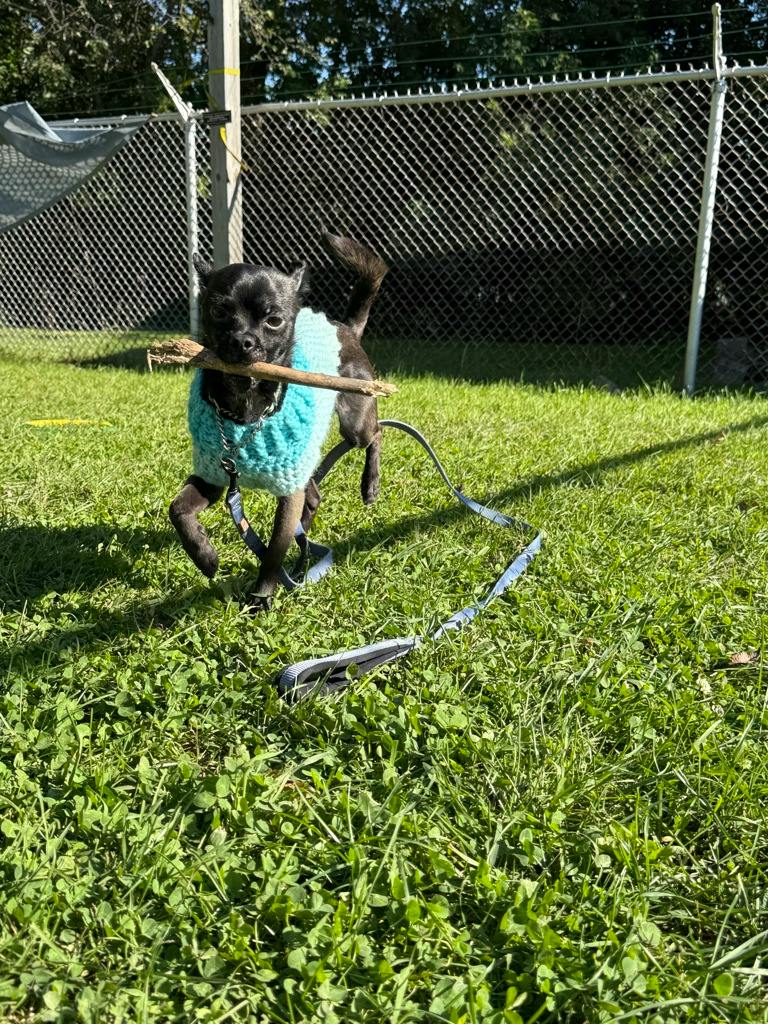Guppy, a 1 year old Black Male Chihuahua Dog