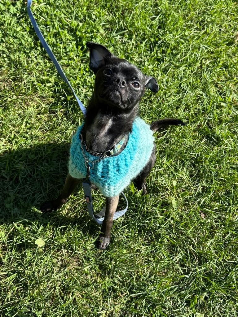 Guppy, a 1 year old Black Male Chihuahua Dog