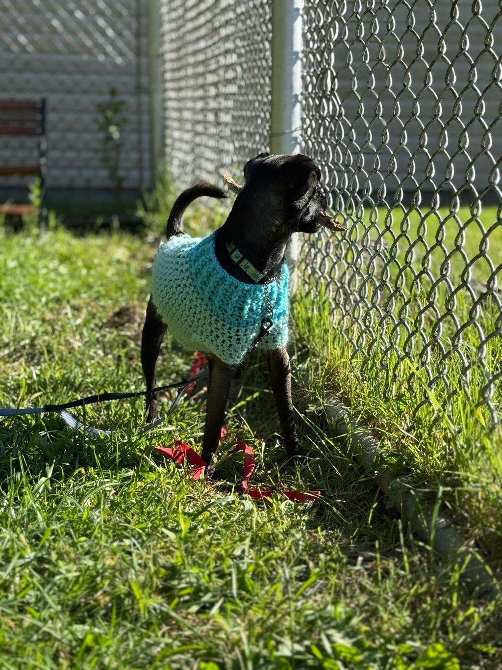Guppy, a 1 year old Black Male Chihuahua Dog