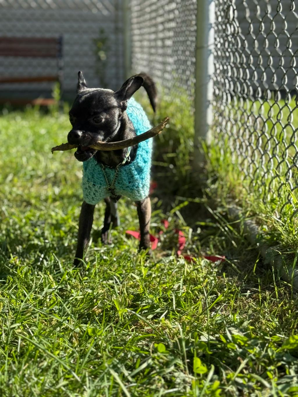 Guppy, a 1 year old Black Male Chihuahua Dog