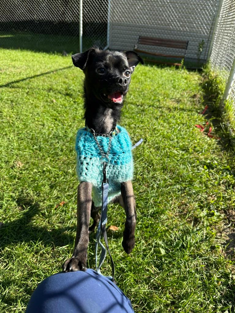 Guppy, a 1 year old Black Male Chihuahua Dog