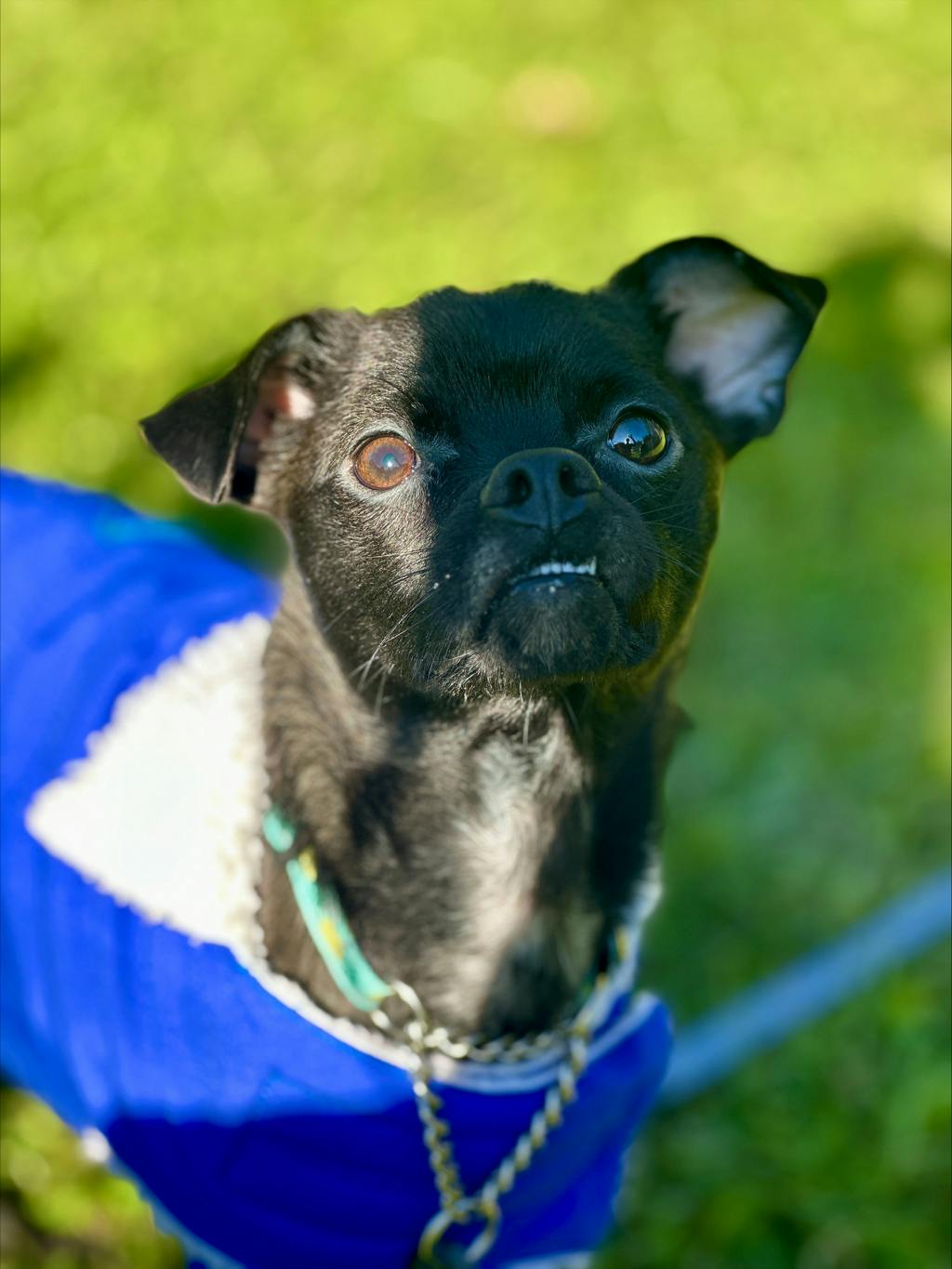 Guppy, a 1 year old Black Male Chihuahua Dog