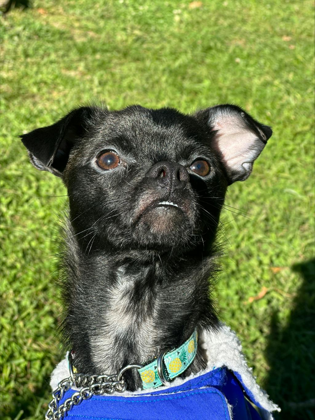 Guppy, a 1 year old Black Male Chihuahua Dog