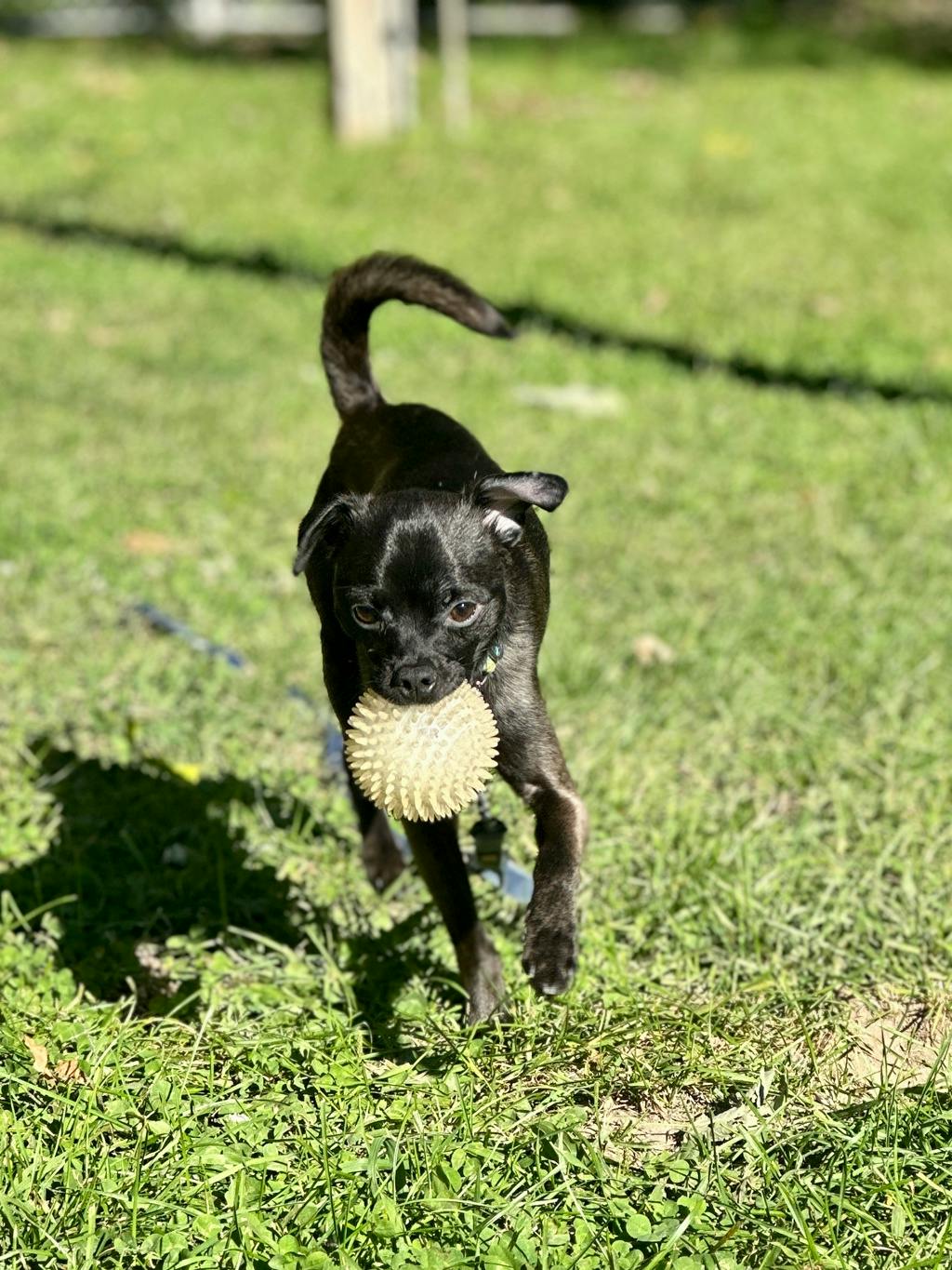 Guppy, a 1 year old Black Male Chihuahua Dog