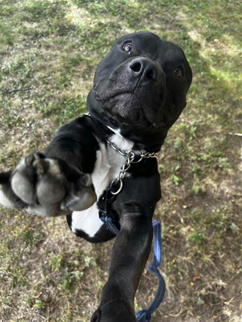 Rollie, a 10 months old Black Male American Bulldog Dog