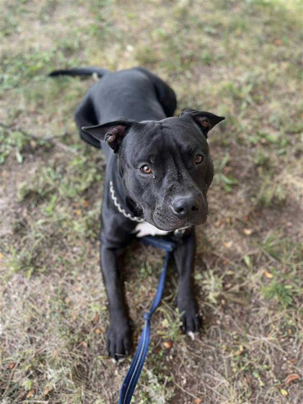Rollie, a 10 months old Black Male American Bulldog Dog
