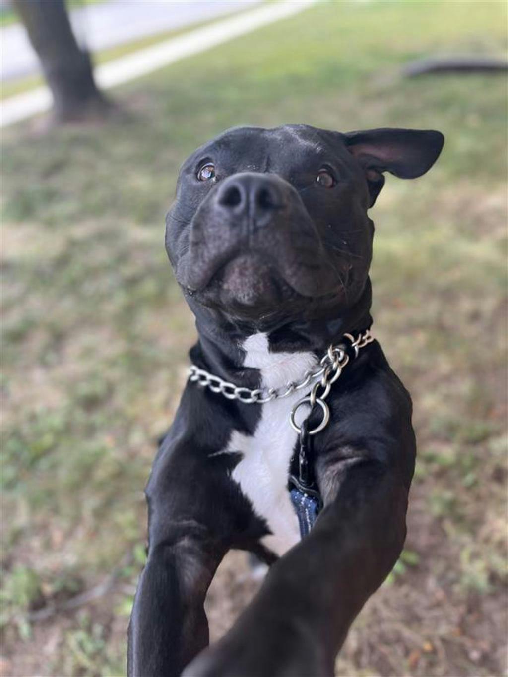 Rollie, a 10 months old Black Male American Bulldog Dog