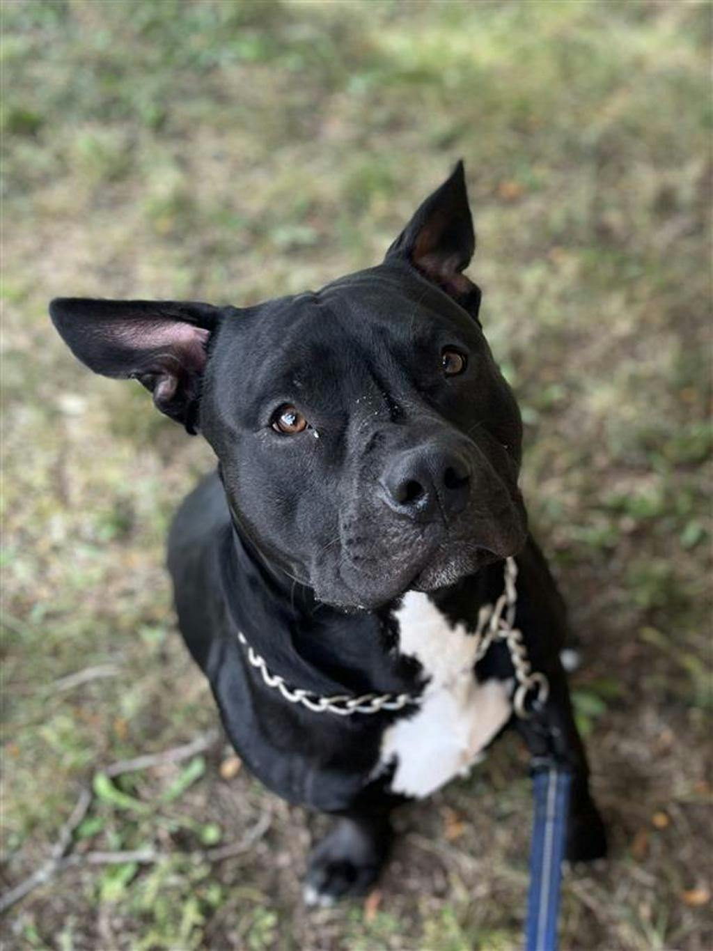 Rollie, a 10 months old Black Male American Bulldog Dog