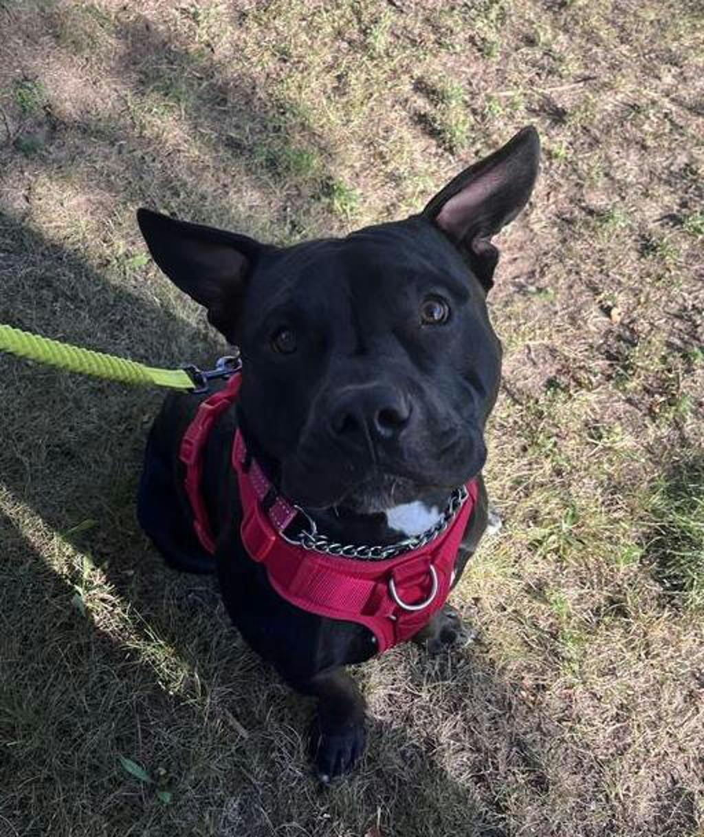 Rollie, a 10 months old Black Male American Bulldog Dog