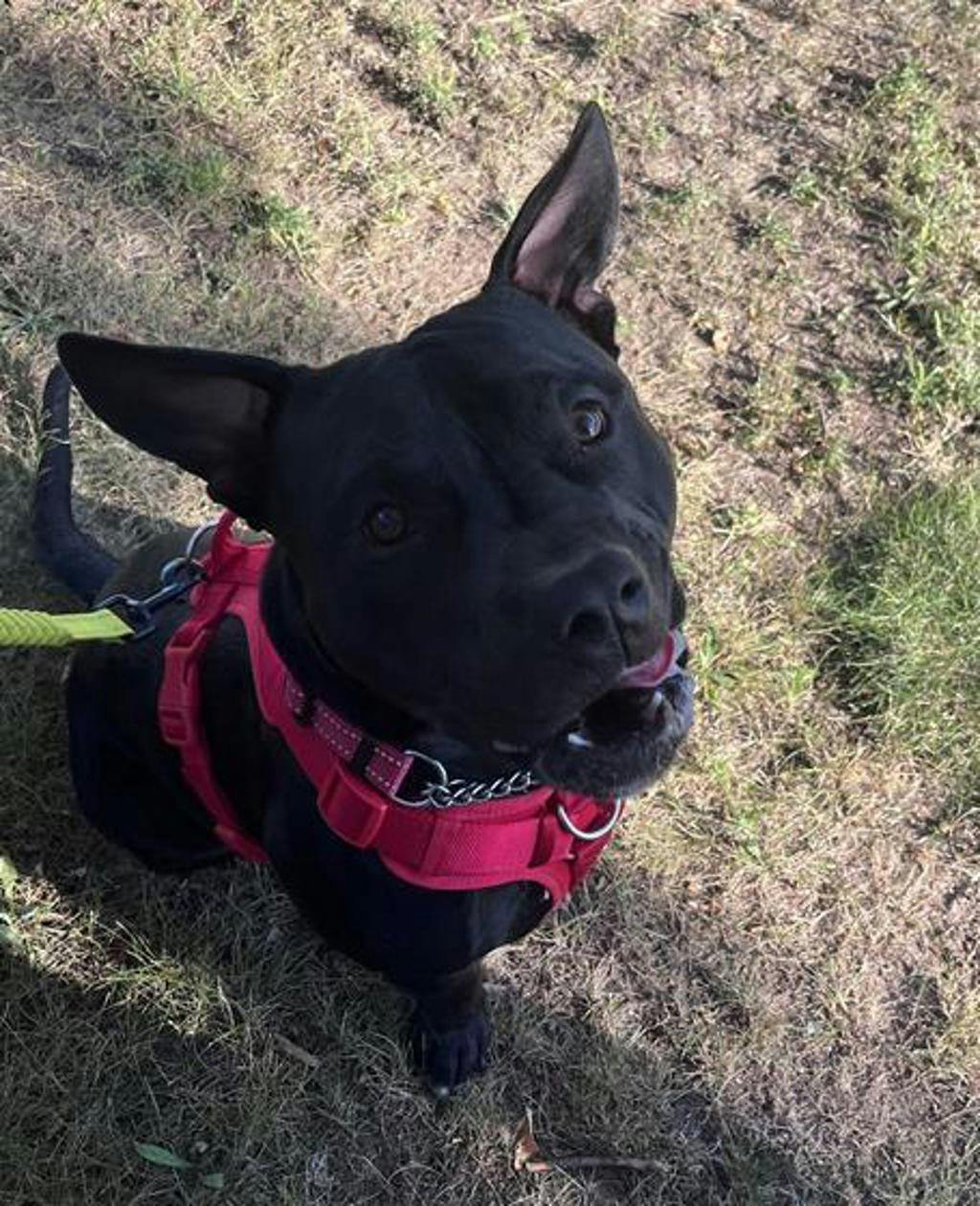 Rollie, a 10 months old Black Male American Bulldog Dog