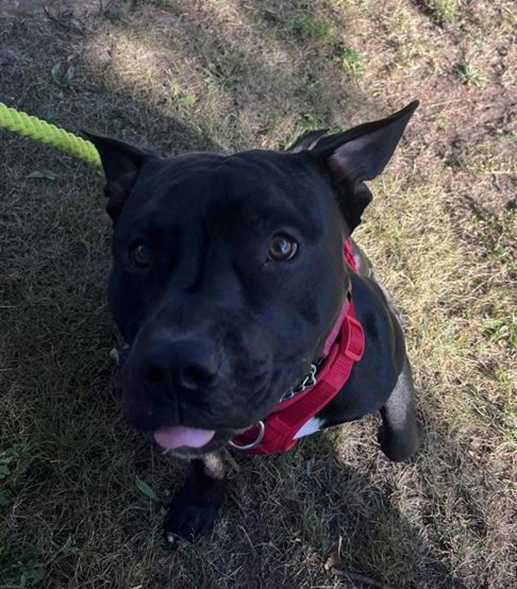Rollie, a 10 months old Black Male American Bulldog Dog
