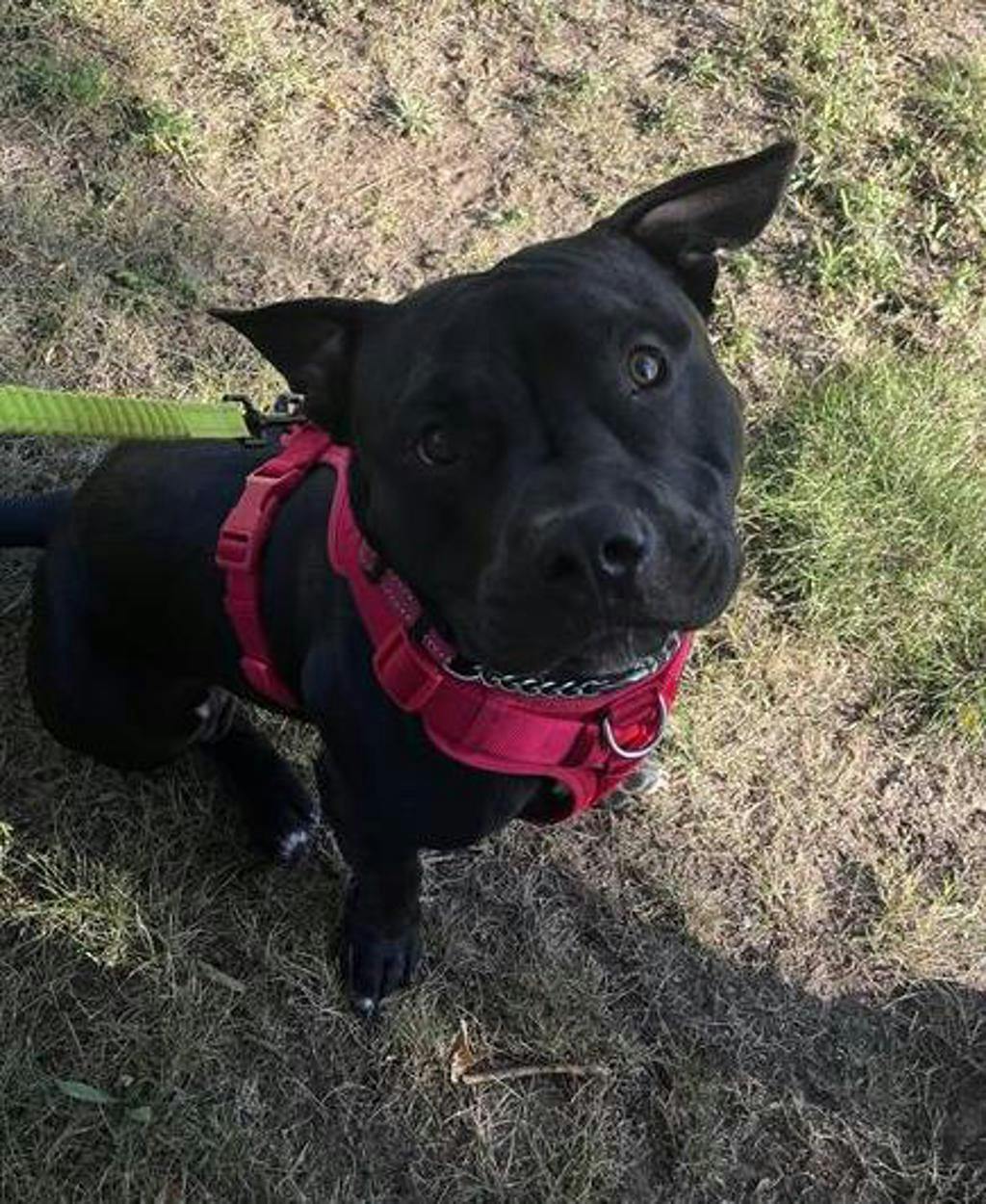 Rollie, a 10 months old Black Male American Bulldog Dog