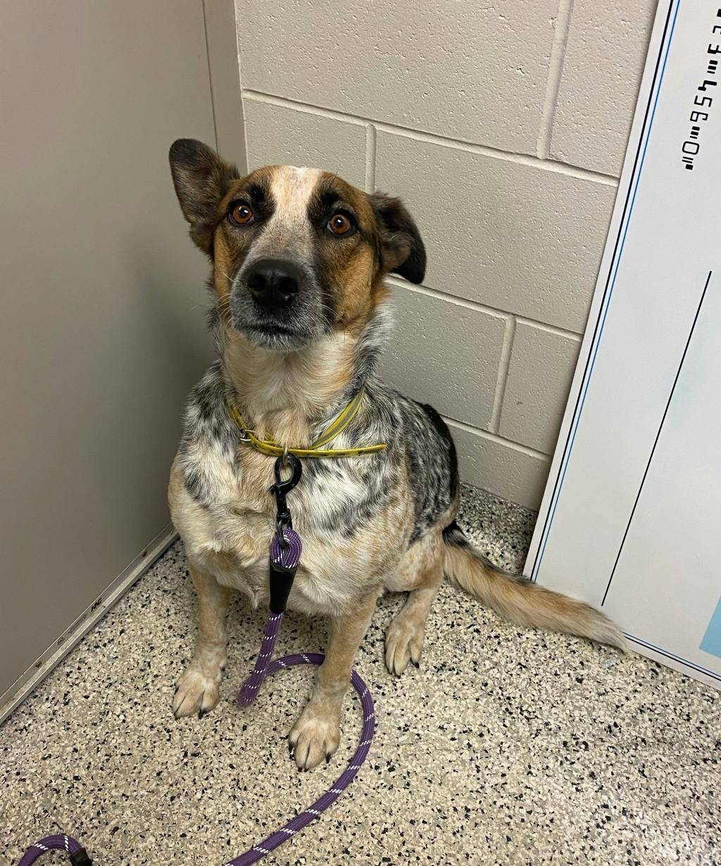 Ellie, a 5 years and 5 months old Merle Female Blue Heeler Dog