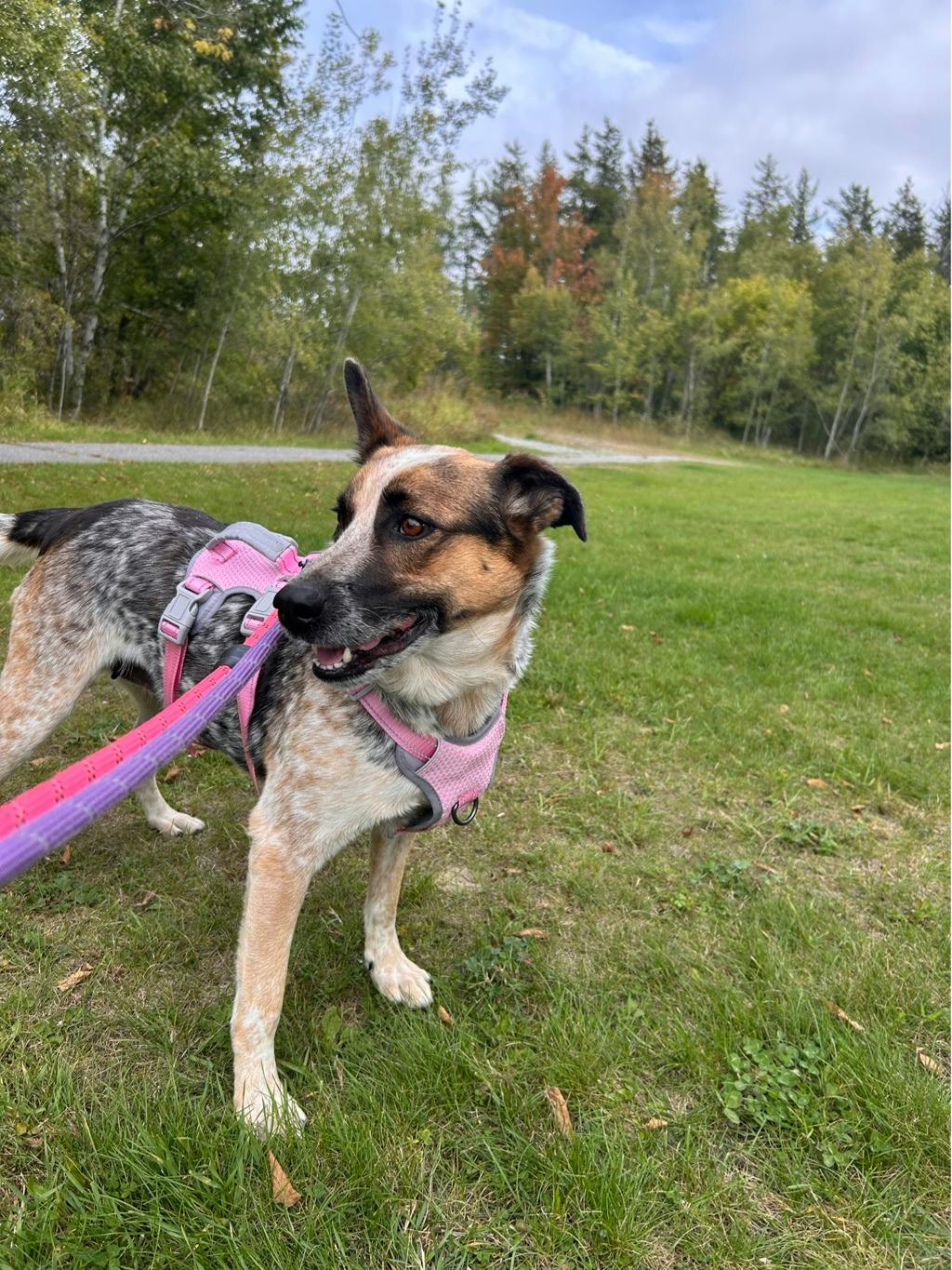Ellie, a 5 years and 5 months old Merle Female Blue Heeler Dog