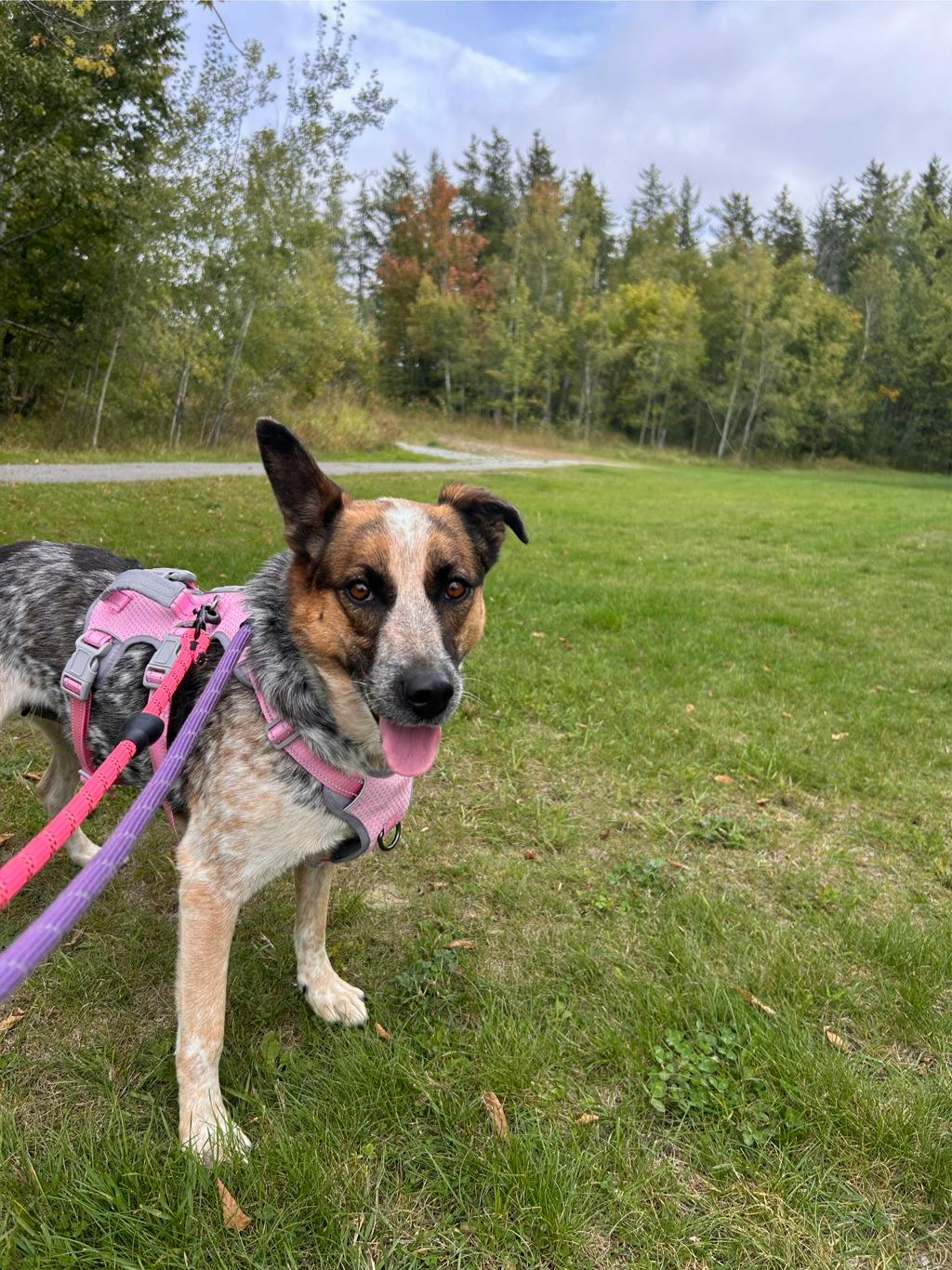 Ellie, a 5 years and 5 months old Merle Female Blue Heeler Dog
