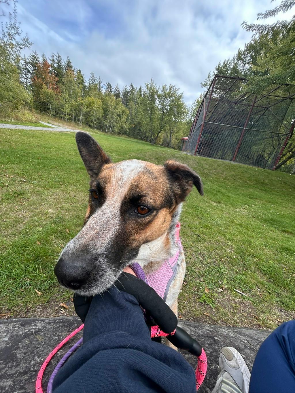 Ellie, a 5 years and 5 months old Merle Female Blue Heeler Dog